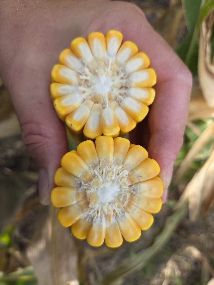Renzo Basso 🌽🌾🌱🚜📸 tweet media