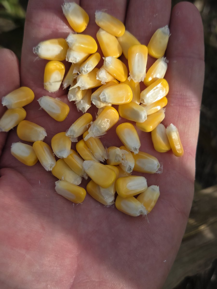 Renzo Basso 🌽🌾🌱🚜📸 tweet media