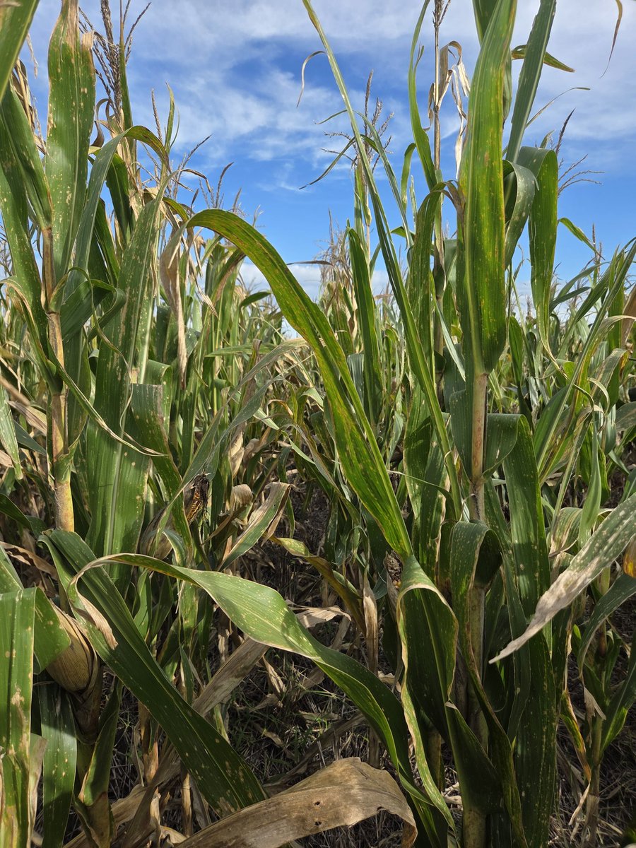 Renzo Basso 🌽🌾🌱🚜📸 tweet media