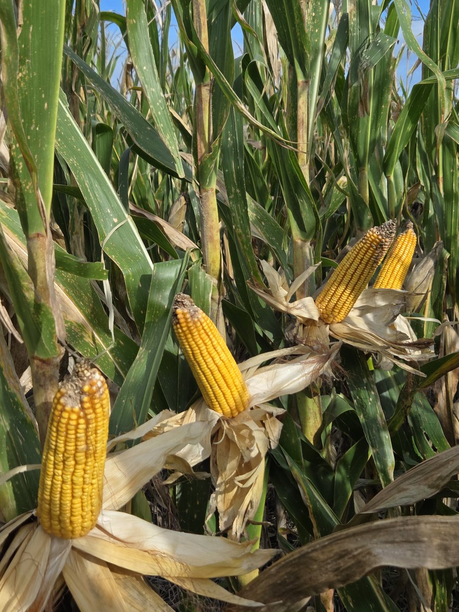 Renzo Basso 🌽🌾🌱🚜📸 tweet media