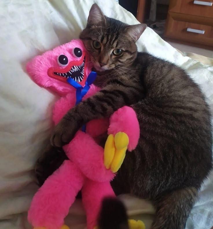 zippy_here's tweet image. Kibby love new friend
#boiledone #phen228
#sketchart #kittycat