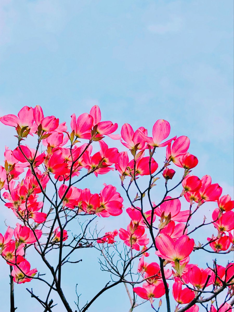 ささいムサシ tweet media