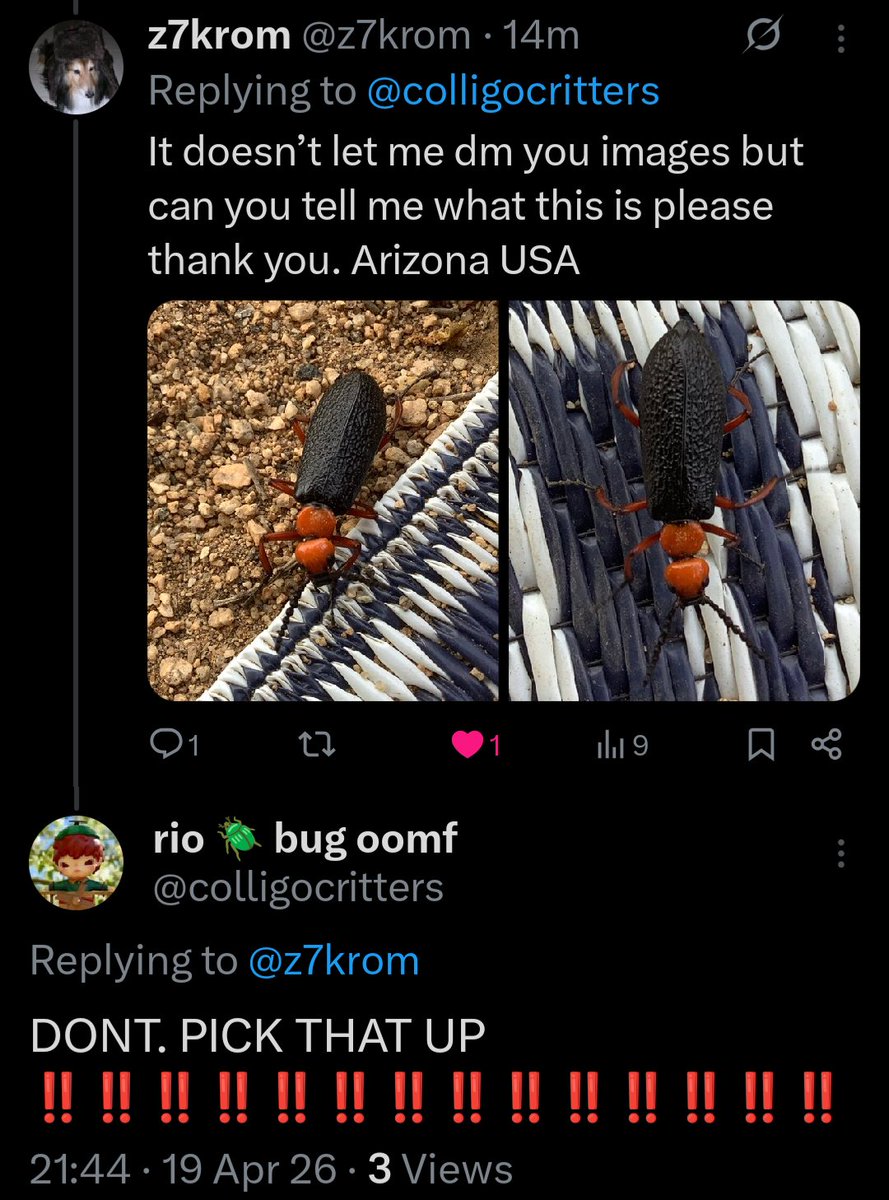 rio 🪲 bug oomf tweet media