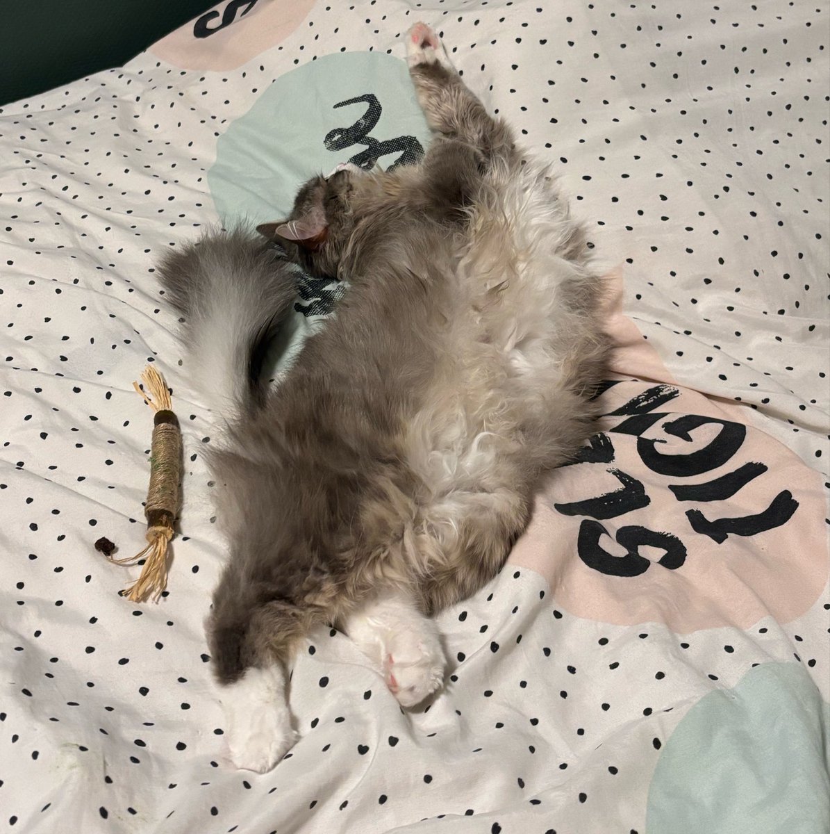 Oksii ✚ 🇺🇦 tweet media