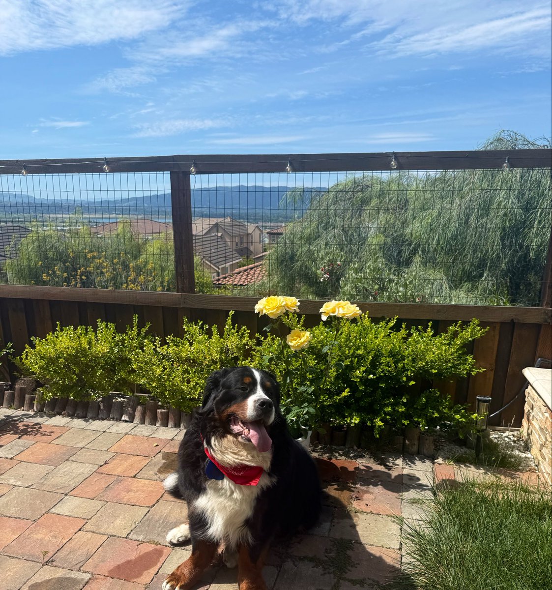 RussianBerner's tweet image. “Happiness is not something that you get in life, hapiness is something that you bring in life.”- Wayne W. Dyer 
#Dogs #sundaythoughts