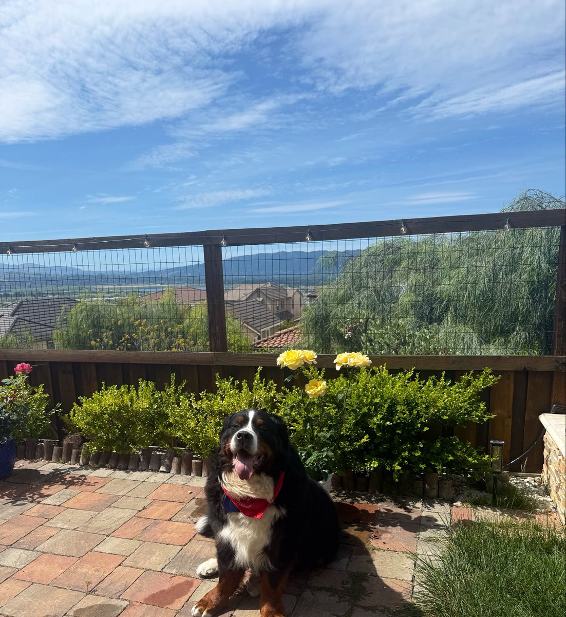 RussianBerner's tweet image. “Happiness is not something that you get in life, hapiness is something that you bring in life.”- Wayne W. Dyer 
#Dogs #sundaythoughts