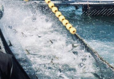 地魚TIMES KAGAWA〜毎朝ひとネタ地魚情報をお届け〜 tweet media