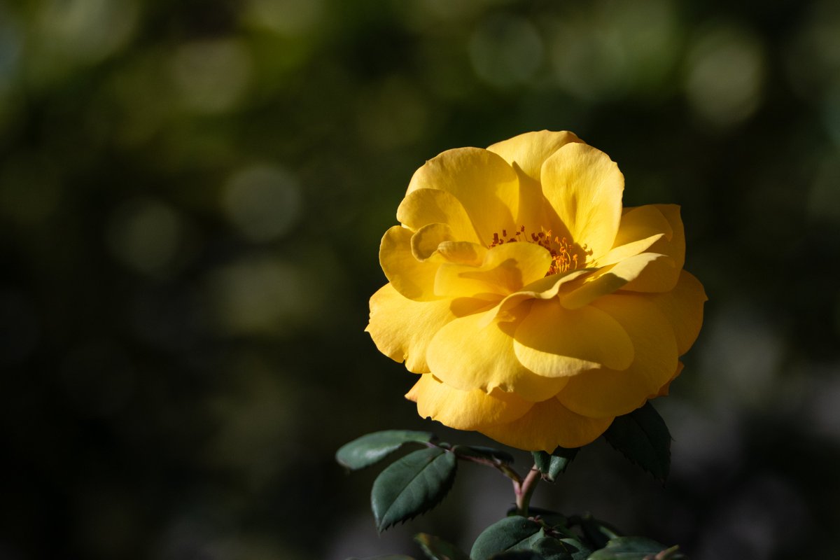 Chris Shaw tweet media