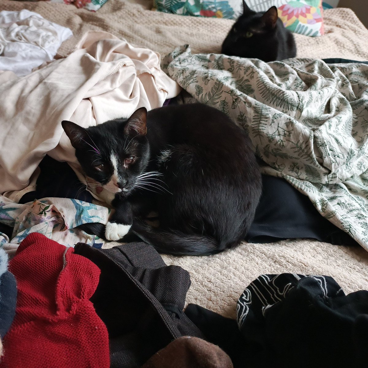 more like saburn tweet media