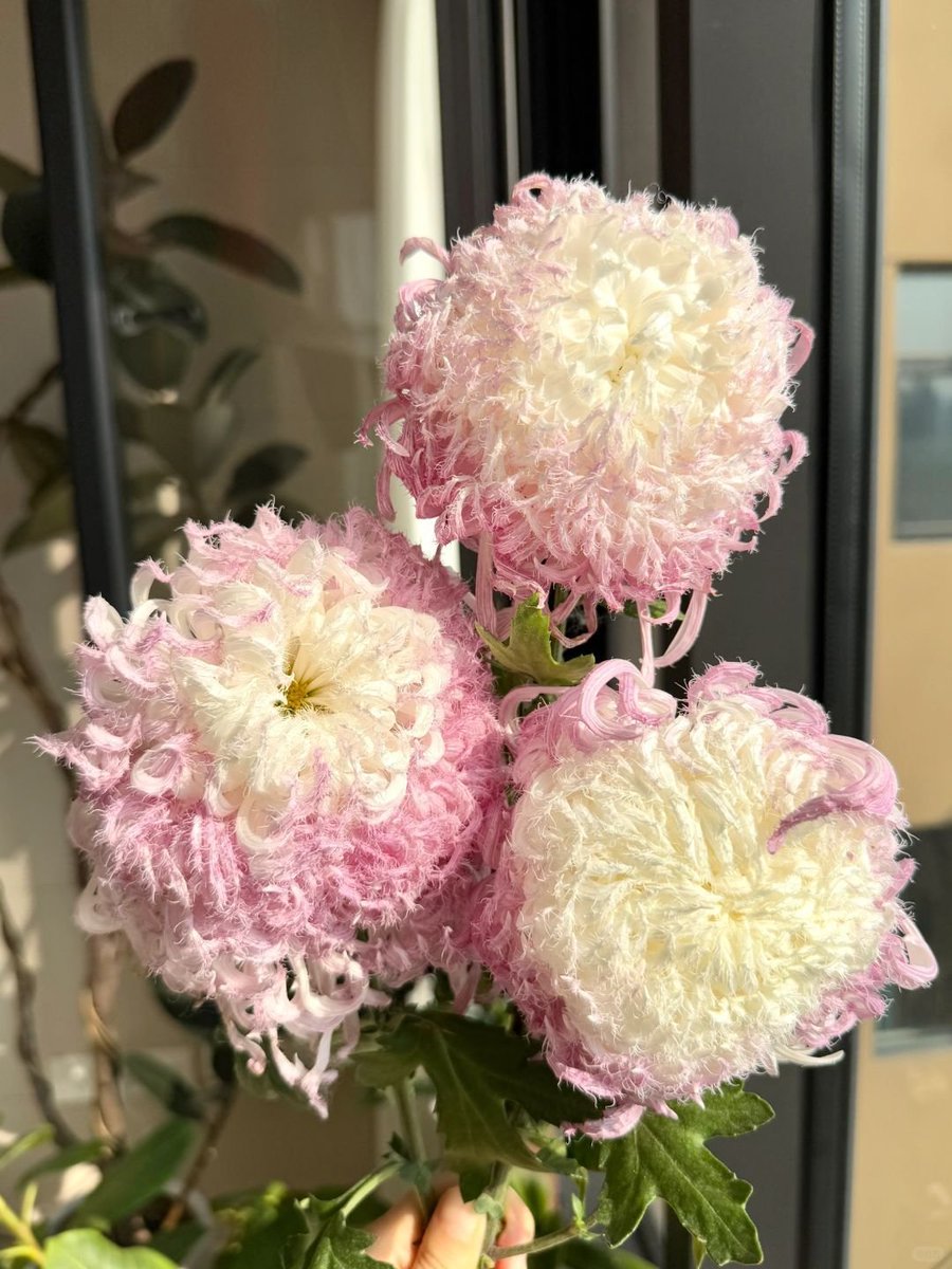 only aesthetic tweet media