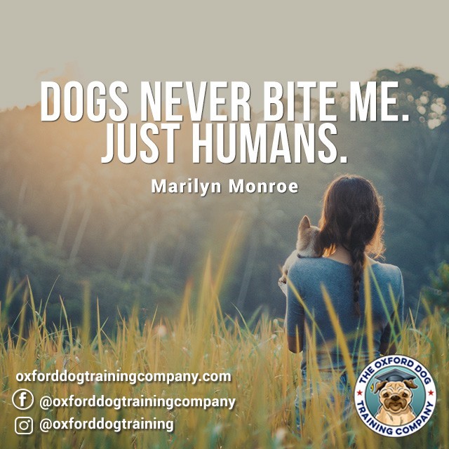 OxfordDogTrain's tweet image. #dog #dogtraining #dogtrainingoxford #dogsarebetterthanpeople #quote #dogquote #dogs #dogtrainer #oxford #quotes #oxforddogtraining #oxforddogtrainingcompany