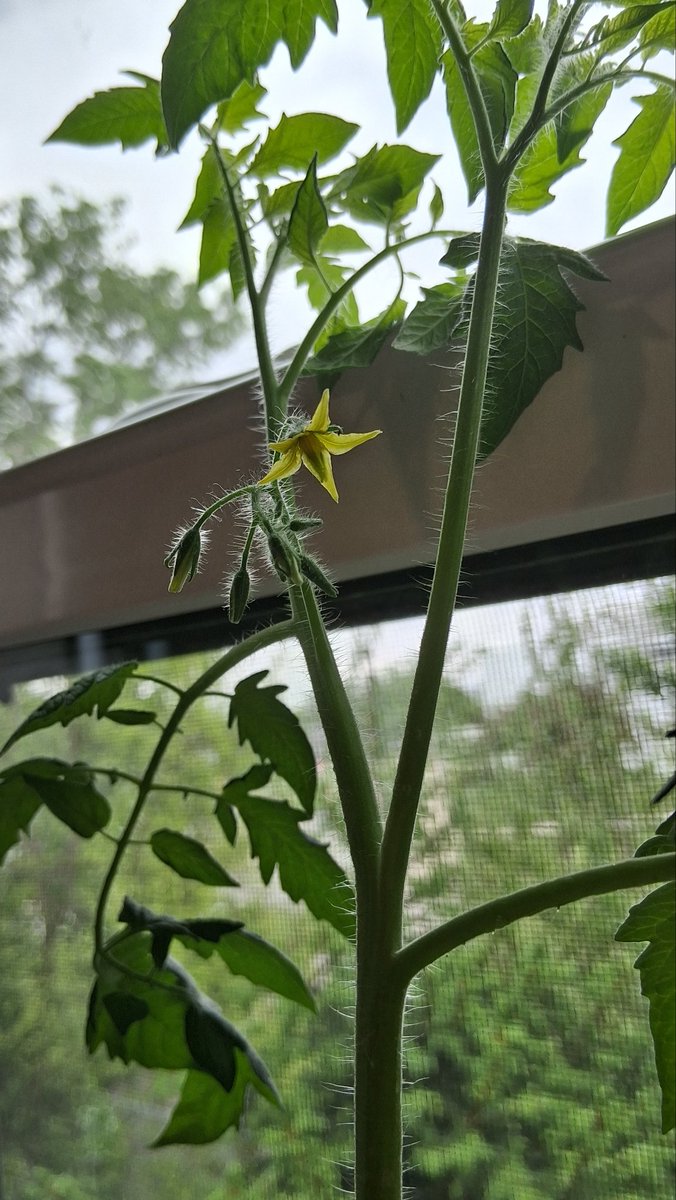 MissVelvetMoon0's tweet image. First bloom on Tobias the tomato plant!

(I feel like tomato blossoms have the most "masculine" smell of any flower; it'd make a fantastic cologne imo!)

#gardening #plant #spring #mademesmile