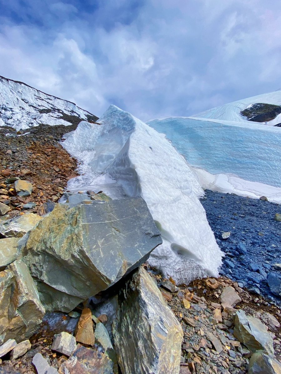 bruno vargas tweet media