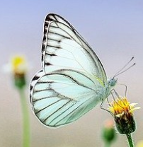 SIP_COM_ACPE's tweet image. Call for #webinar proposals! #ACPE’s 2026 #SpirituallyIntegratedPsychotherapy series. Focus: #spirituality in #mentalhealth. Due 5/1/26.

More: dlvr.it/TS6k6k

#Therapists #CECredits #EthicalCare #TraumaInformed