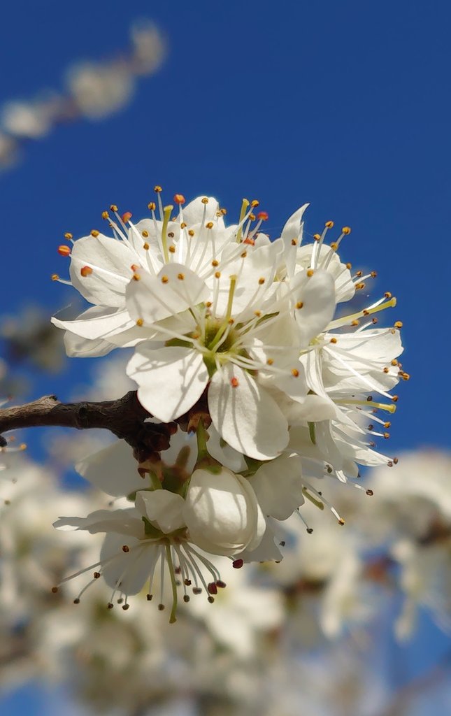 mate8069's tweet image. 4️⃣月2️⃣0️⃣日、月曜日 🌤️
皆さん、おはよう 👋
いつもありがとう 🌹
ハッピースマイルで素敵な
一週間になりますように ✨
今週も宜しくお願いします 🙏

さて、今朝の一曲は、
Orangestar / 花筏 🎶

#写真好きな人と繋がりたい
#NaturePhotography