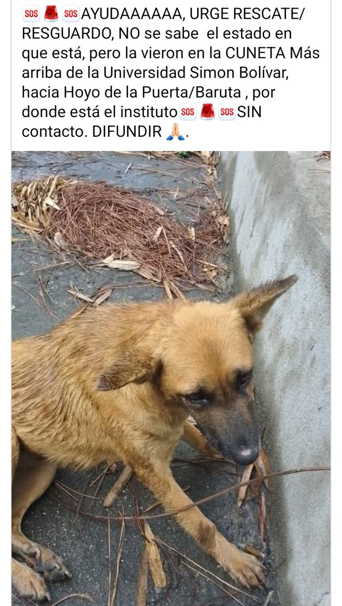 Reportan en las RRSS a este pequeño que necesita AYUDAAAAA URGENTE