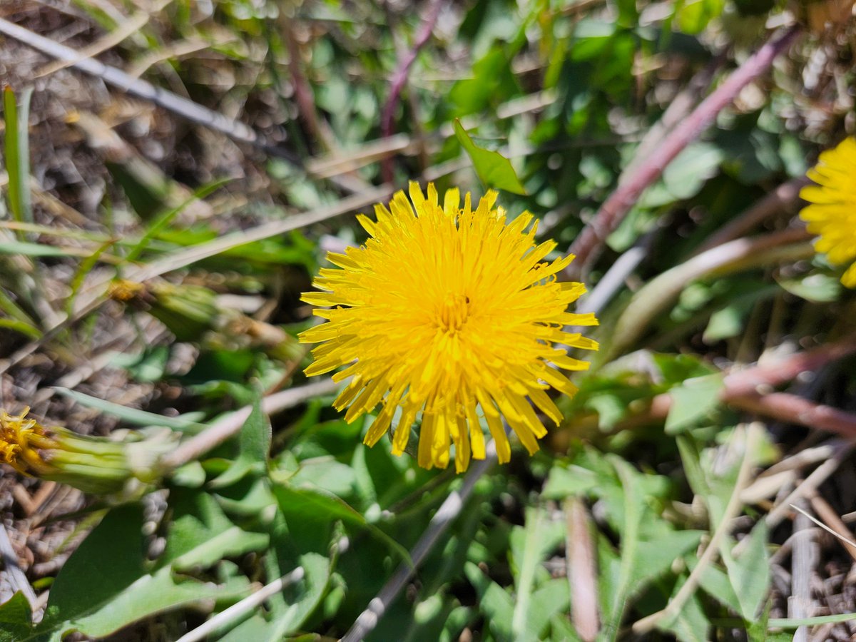 GregLionhart's tweet image. #Dandelion #Hiking #MyPhoto #Photography