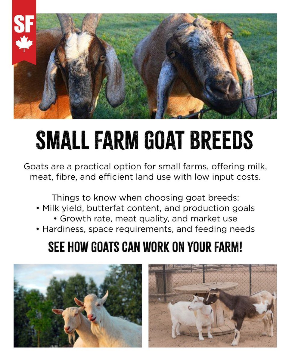 SmallFarmCanada's tweet image. Small Farm Goat Breeds.

Goats are a practical option for small farms, offering milk, meat, fibre, and manure while adapting well to a variety of environments.

Use this guide to explore breeds and find the right fit for your farm ⤵️

smallfarmcanada.ca/resources/goat…

#Resource