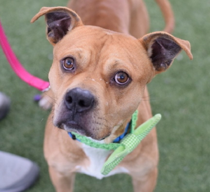 MorgFairsdogs's tweet image. Tommy 248211
Listed TBK 4/21
#NYCACC #AdoptMe 
He is an adorable 2 yr old
Affectionate with staff 
Enthusiastic when greeting people
ok for kids 13+
Food and snack motivated 
Help save Tommy!
nycacc.app/browse/248211
#Pledge4Rescue #foster #adopt 
#DogsofX