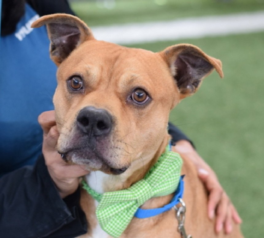 MorgFairsdogs's tweet image. Tommy 248211
Listed TBK 4/21
#NYCACC #AdoptMe 
He is an adorable 2 yr old
Affectionate with staff 
Enthusiastic when greeting people
ok for kids 13+
Food and snack motivated 
Help save Tommy!
nycacc.app/browse/248211
#Pledge4Rescue #foster #adopt 
#DogsofX