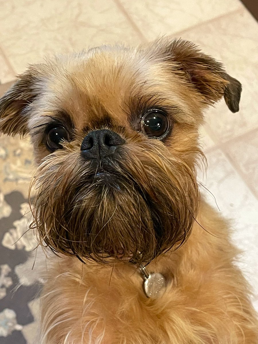 Yorkie7's tweet image. ℍ𝕒𝕡𝕡𝕪 𝕊𝕦𝕟𝕕𝕒𝕪!☔️🌧️🐾🐾

It’s rainy today and cold! What a temperature change since yesterday because it was sunny and warm. ☔️☔️🌧️
Think we are in need of a 𝑩𝒐𝒐𝒑!
Have a good Sunday! 🐾♥️☔️☔️

#happysunday
#Trixie
