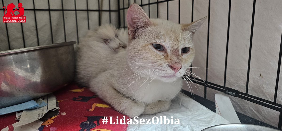 Lida sez. Olbia ODV tweet media