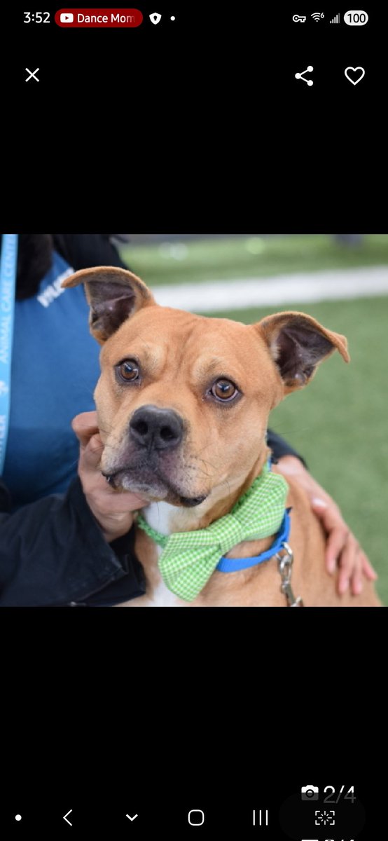 MyBoxerLuvMac1's tweet image. 💔Tommy💔
#NYCACC #248211 2y
▪️Listed TBK: 4/21💉 
#RescueOnly

Precious sweetie's💔, found underweight, in a backyard.
Young, energetic pup's ready 4 his next chapter.
Carries a stuffie 4 comfort.
Easily leashed, loose wiggly body.
Here 2 long, pacing, highly stressed in tiny
