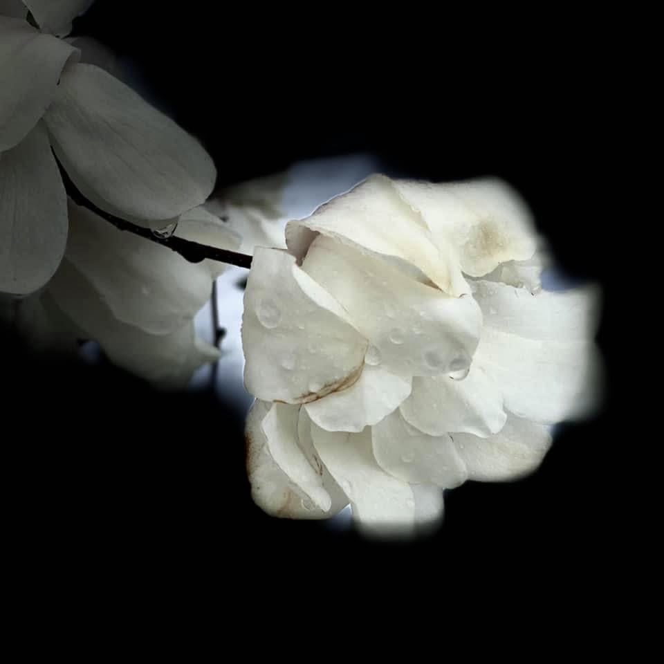 BryanMarquard's tweet image. A rainy day in our part of the world, so here are raindrops on magnolia blossoms from five years ago. We could pretend they were from earlier today, except that this year's blooms are a tad late. #magnolia #flower