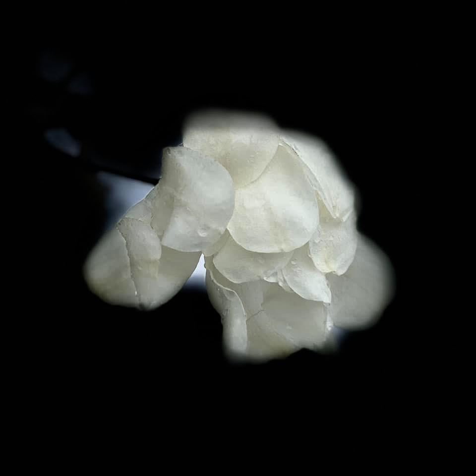 BryanMarquard's tweet image. A rainy day in our part of the world, so here are raindrops on magnolia blossoms from five years ago. We could pretend they were from earlier today, except that this year's blooms are a tad late. #magnolia #flower