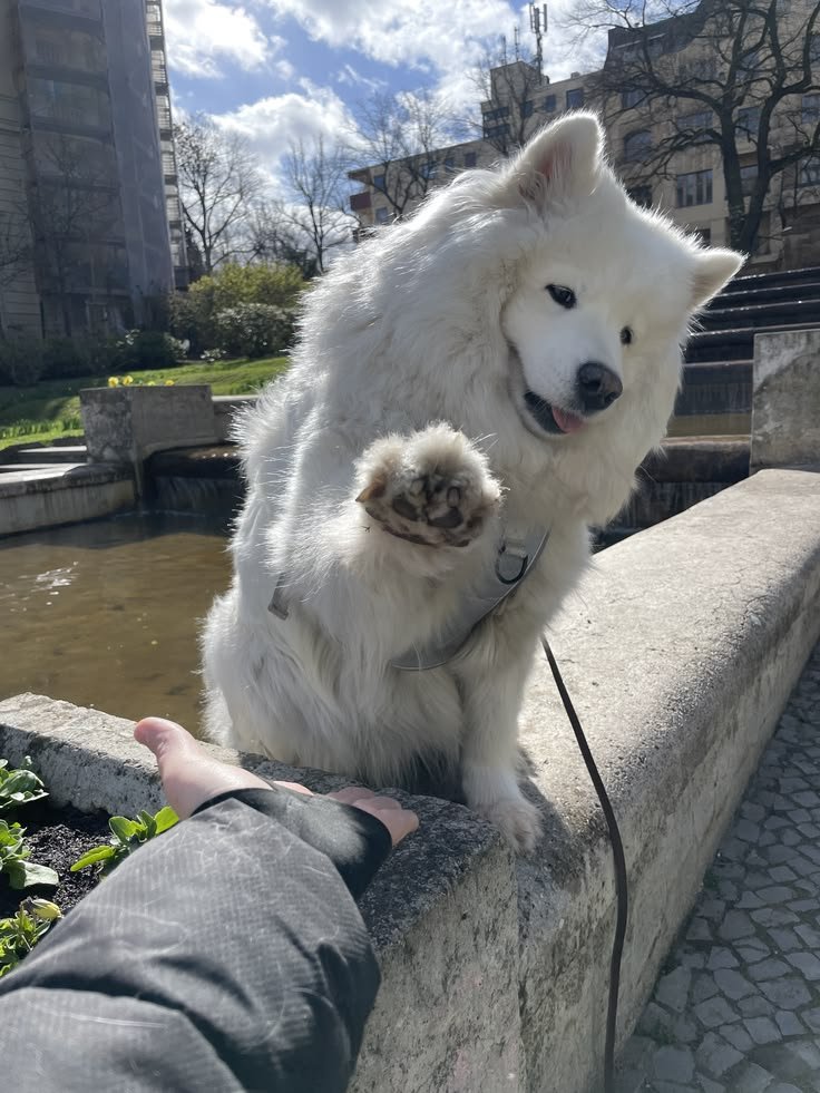 samoyed daily ☁️ tweet media