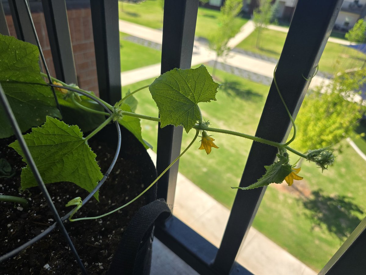 Mazaron 🥐 Cosplayer tweet media