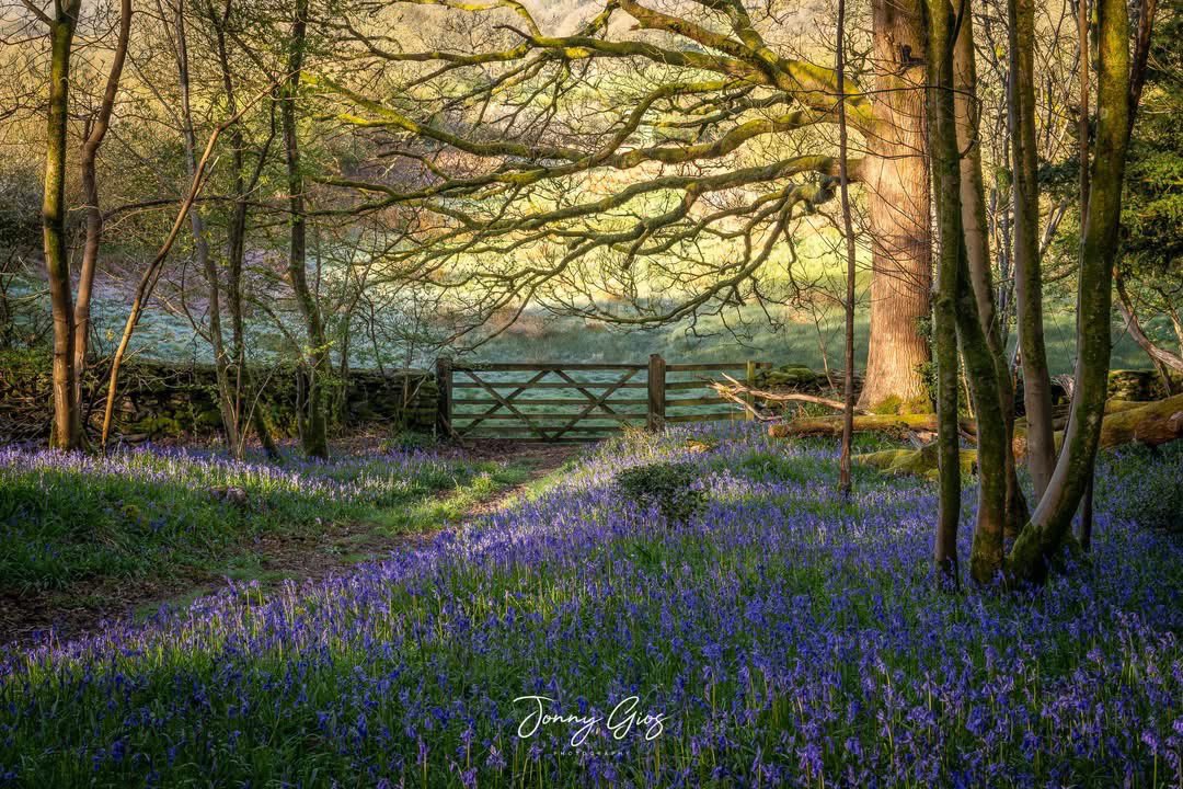 Supergios's tweet photo. Golden Bluebell woods in South Cumbria. A lovely morning catching some rays and bluebell scents. #lakedistrict #bluebells @lakedistrictnpa @thecumbriaguide @BBC_Cumbria https://t.co/2C5OOeLZWu