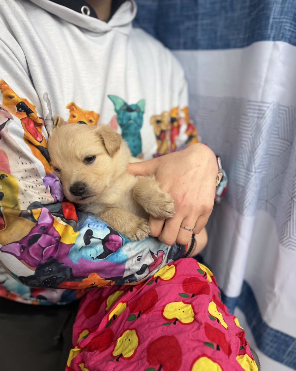 Jeju do owocowej ekipy szczeniorków jeszcze dochodzi Papaja-ok. 8 tygodniowa, docelowo średniak (~15 kg),mama mini golden
600 803 600
(jeśli nie odbieramy – wyślij SMS z imieniem psa i informacją o sobie
Sunia przebywa w Schronisku w Małym Bożym