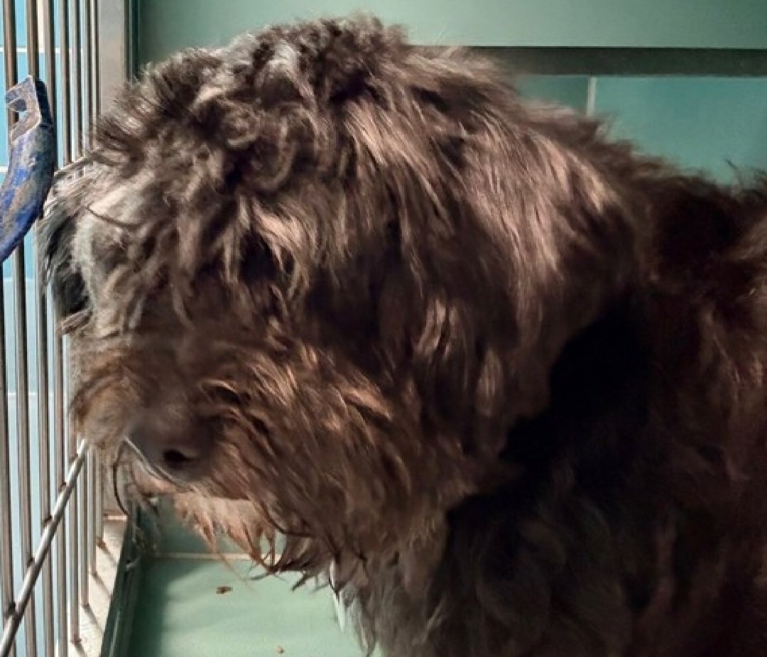 MorgFairsdogs's tweet image. Princess 251418
Listed TBK 4/21
#NYCACC #RescueOnly 
She is a cute 2 yr old
Loves frisbees, balls &amp;amp; stuffies
Vocal and very active in prev home
Dog &amp;amp; kid reactive 
Needs exp all adult home 
Help save Princess!
nycacc.app/browse/251418
#Pledge4Rescue #foster #adopt