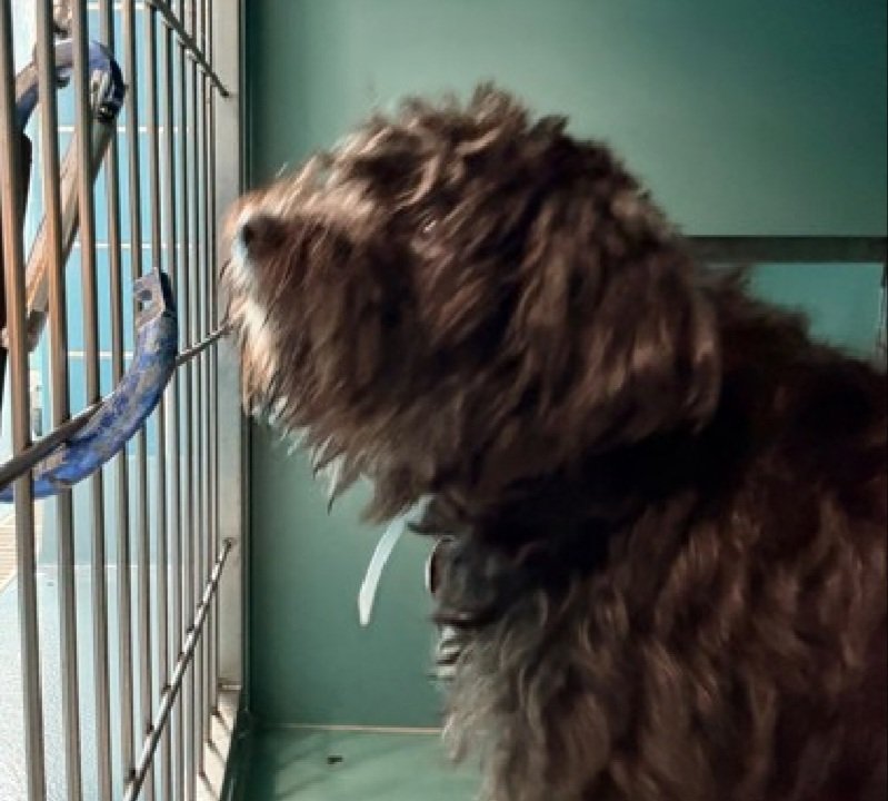 MorgFairsdogs's tweet image. Princess 251418
Listed TBK 4/21
#NYCACC #RescueOnly 
She is a cute 2 yr old
Loves frisbees, balls &amp;amp; stuffies
Vocal and very active in prev home
Dog &amp;amp; kid reactive 
Needs exp all adult home 
Help save Princess!
nycacc.app/browse/251418
#Pledge4Rescue #foster #adopt