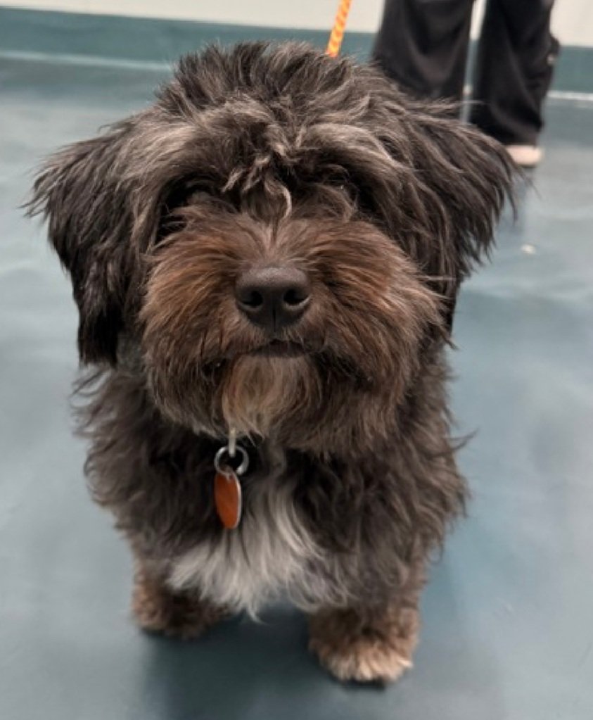 MorgFairsdogs's tweet image. Princess 251418
Listed TBK 4/21
#NYCACC #RescueOnly 
She is a cute 2 yr old
Loves frisbees, balls &amp;amp; stuffies
Vocal and very active in prev home
Dog &amp;amp; kid reactive 
Needs exp all adult home 
Help save Princess!
nycacc.app/browse/251418
#Pledge4Rescue #foster #adopt