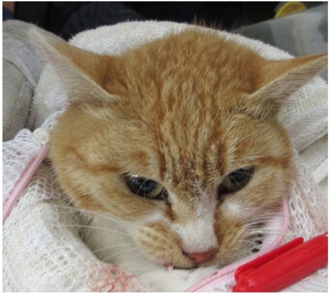 ヘタレ福祉職員@痛恨のヤメルヤメル詐欺 tweet media