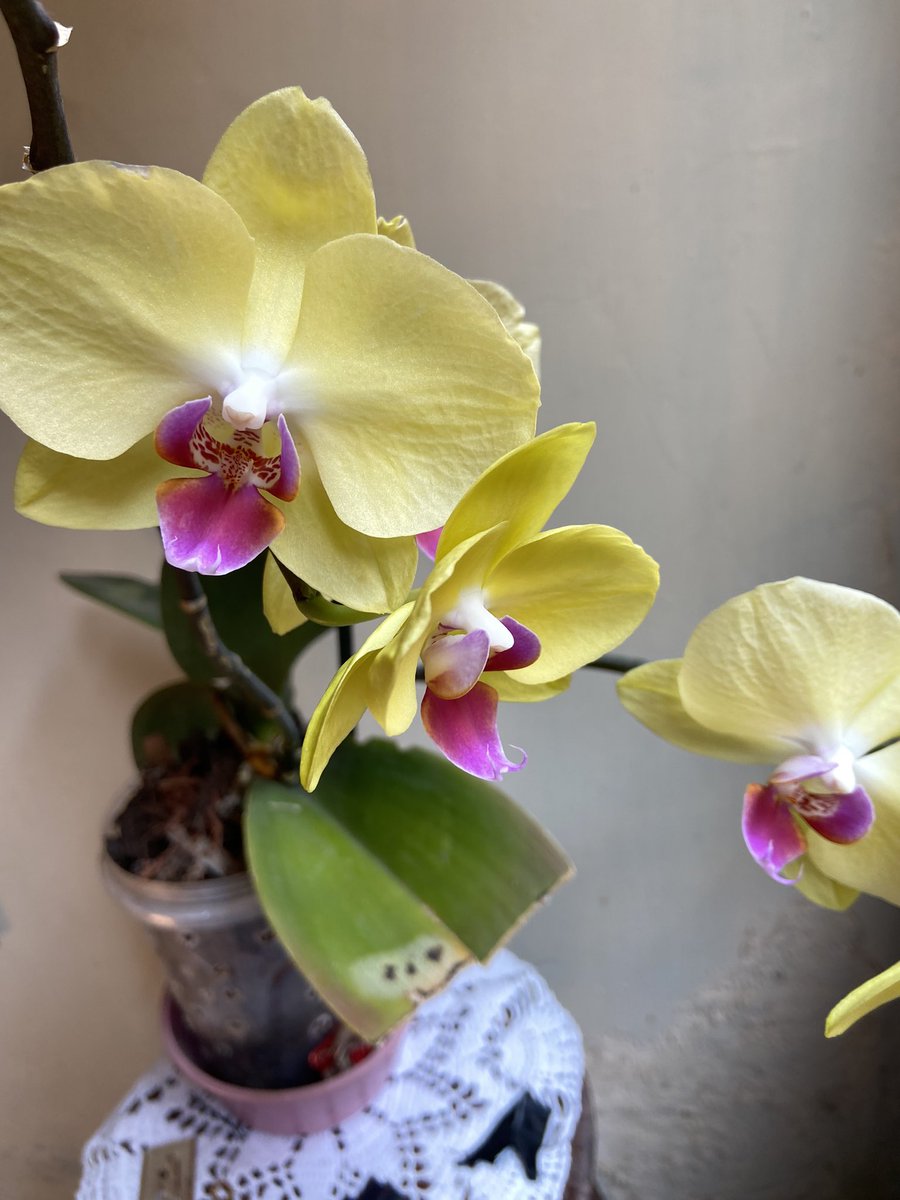 isa 𝜗ৎ tweet media