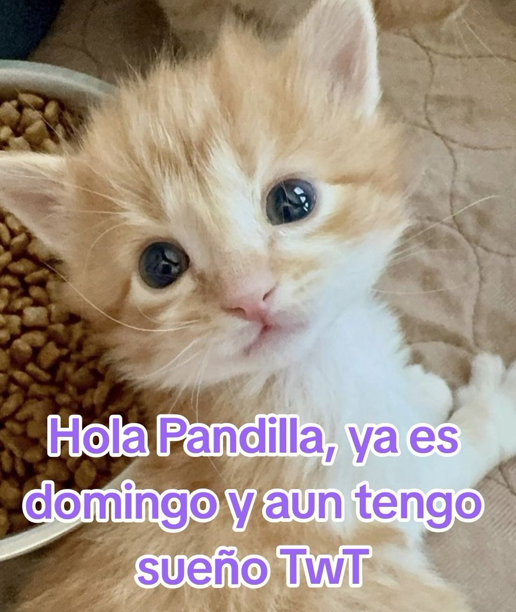 KissaCastella's tweet image. Hola pandilla, como están?
Yo ya se que es domingo y tengo aun sueño TwT, ustedes como le va en su fin de semana?... los veo pronto 🍞 🐾 #vtuberlatina #vtubers #parati #vtuberhispana #vtuberlatam