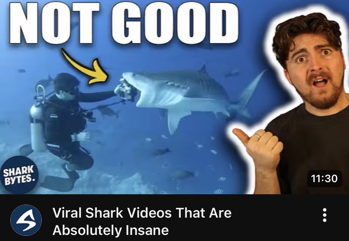 Shark Bytes tweet media
