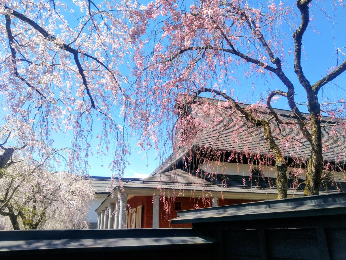 くろぶ～🐽 tweet media