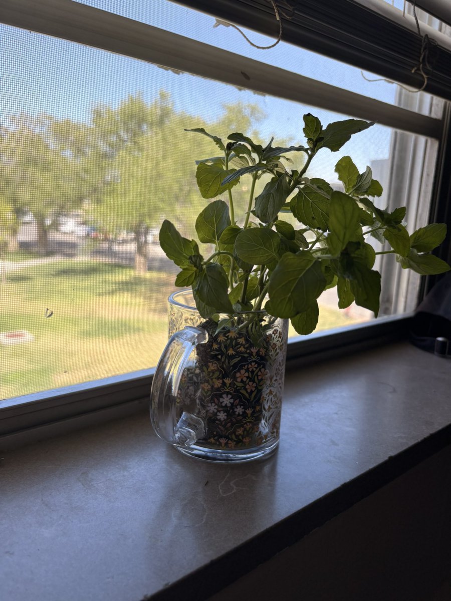 stupiddumbasss's tweet photo. they let me take a mint plant from the dining hall🙂 i already bought soil and a pot for it https://t.co/u7hDY8SaFT