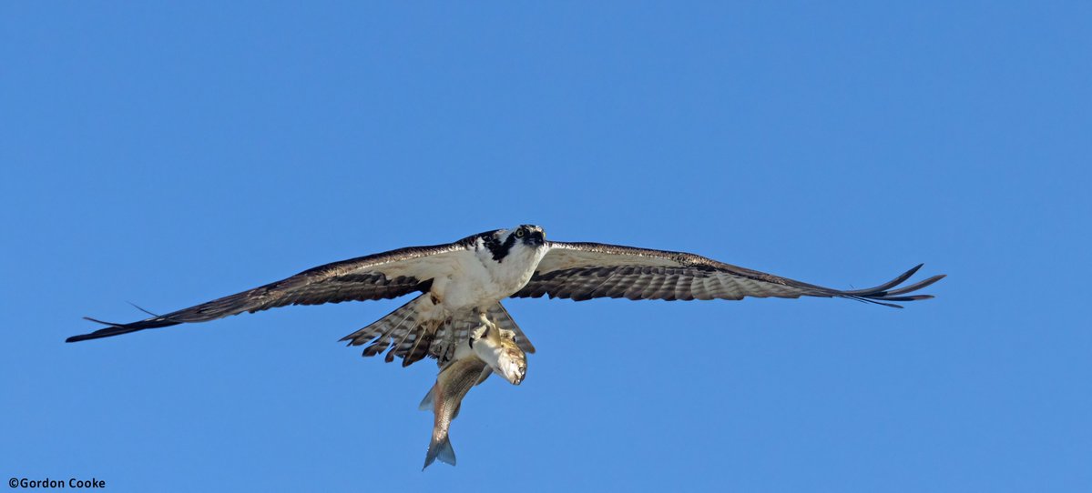 GordonCooke9's tweet image. "They're back." First osprey shots of the year, and with fresh fish. Pictures taken April 18 2026, Calgary. #Calgary #Alberta #birds #wildlife #nature #photography