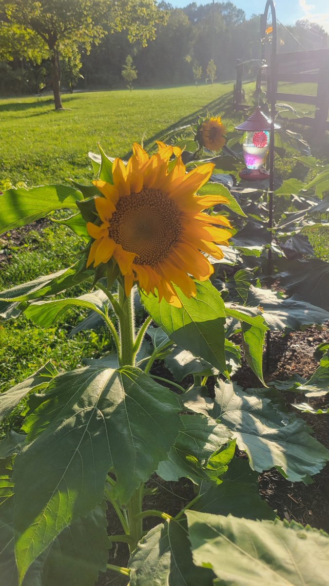 UGDoC074's tweet image. No space for giant sunflowers? Try dwarf varieties! 🌼 They stay under 3ft, love full sun, and produce cheerful 8-10" blooms. Beware the 🐇 loves young plants, so grow extra. Who's planting these this year? #DwarfSunflowers #HomeGarden #GrowYourOwn #BackYardNature