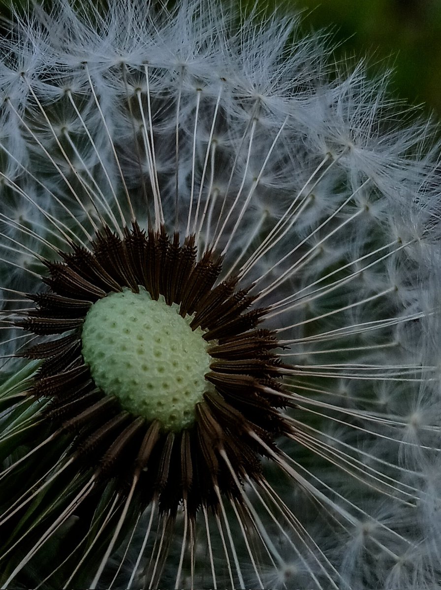 SewellLeigh's tweet image. Historically, the number of breaths needed to clear the head of a Dandelion was thought to indicate the hour, so it's 28 'o' clock 😁

#wildflowers #sundaymorning #macro #naturephotography #nature #naturelovers
