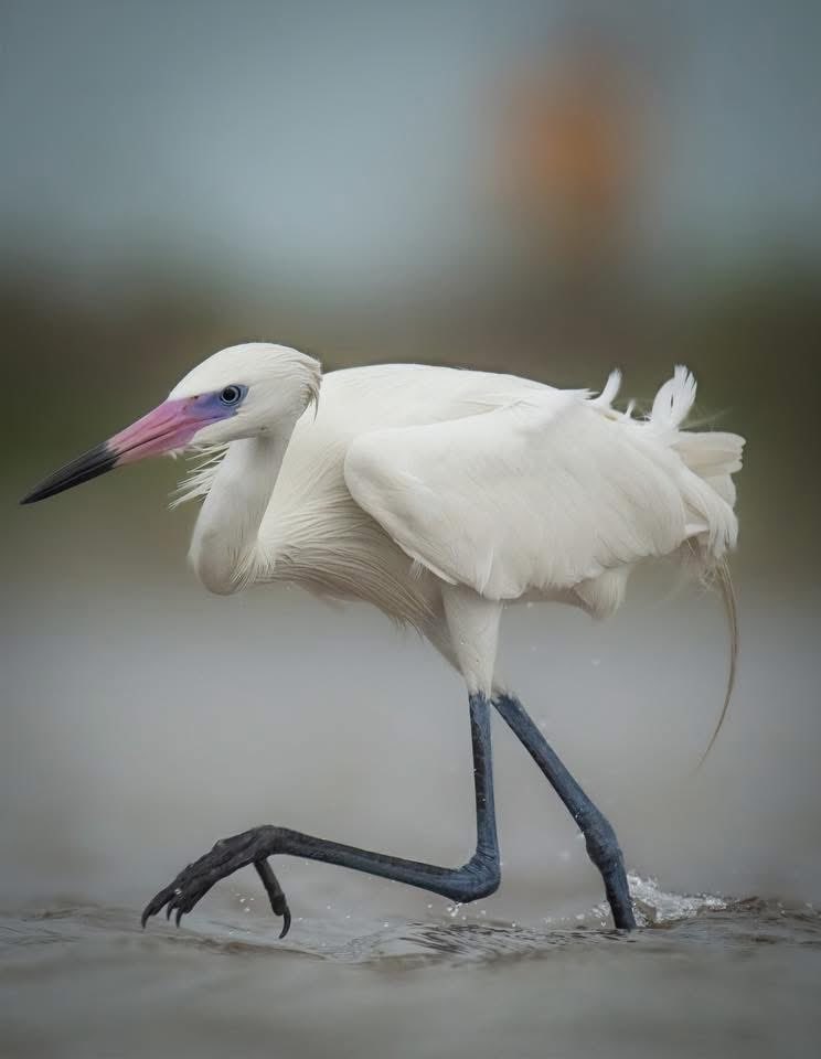 birdcrazed6's tweet image. White Morph - Reddish Egret on the prowl at the North Beach of Fort Désoto in Florida. 

#TwitterNatureCommunity #birds