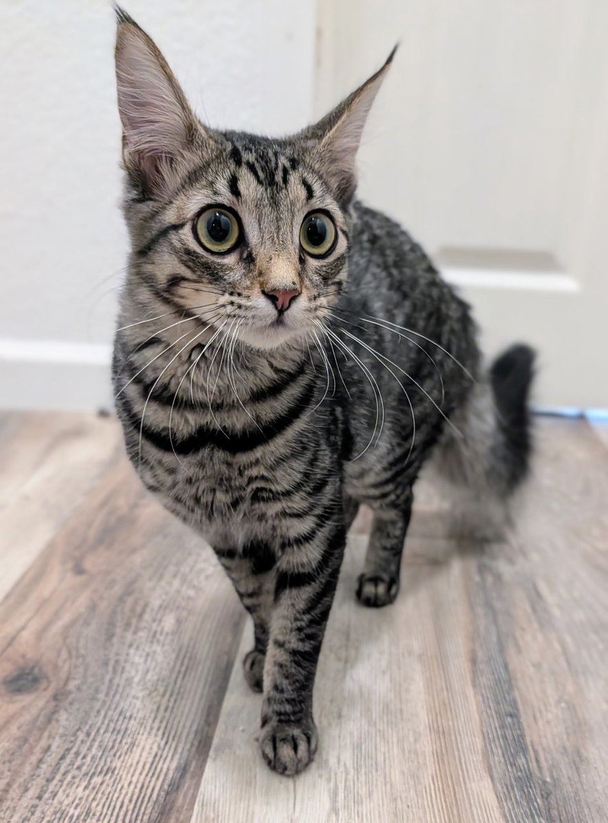 Brad's Pit tweet media