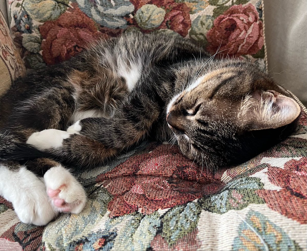 ななくろ tweet media