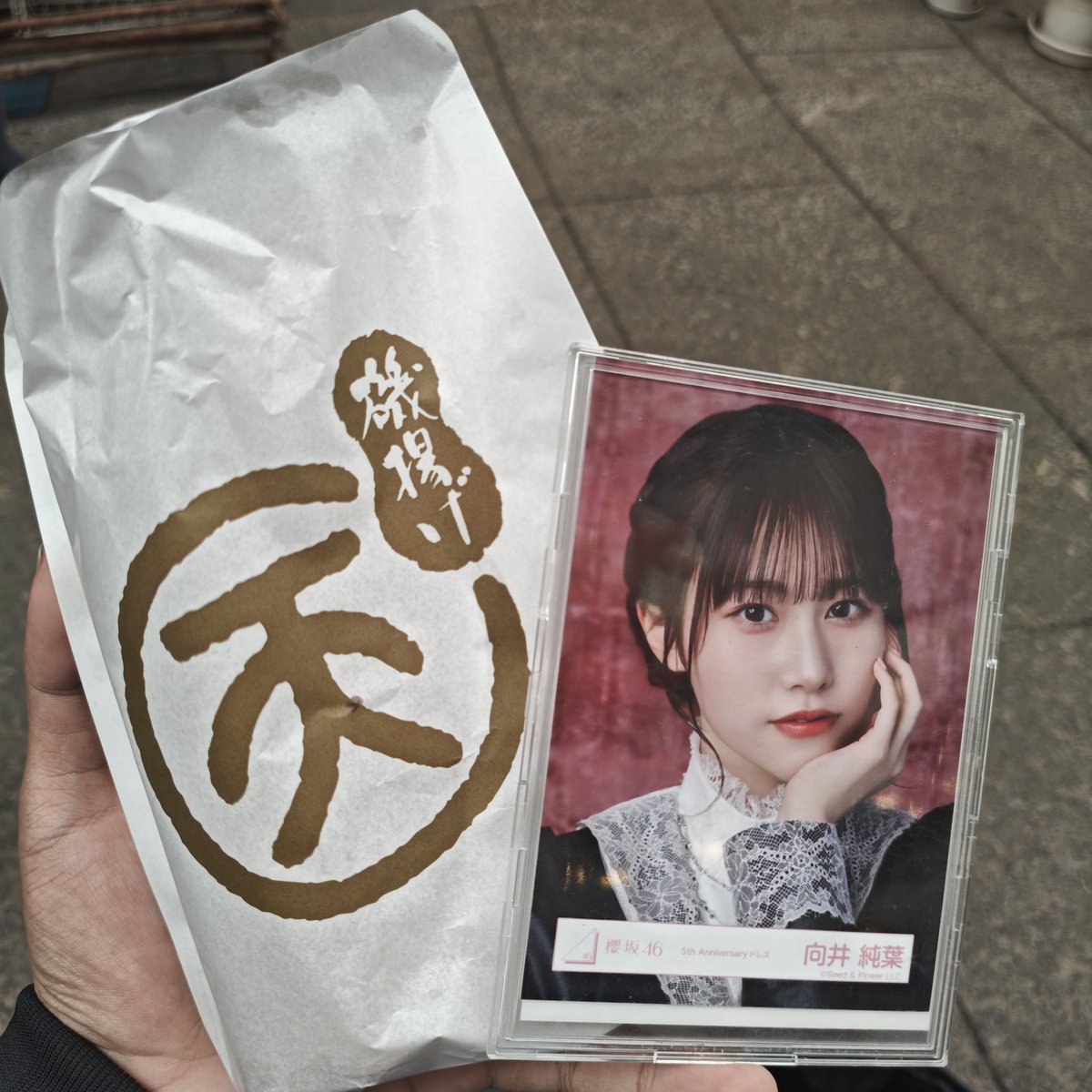 🐨Marmotoha Tree🌳 tweet media