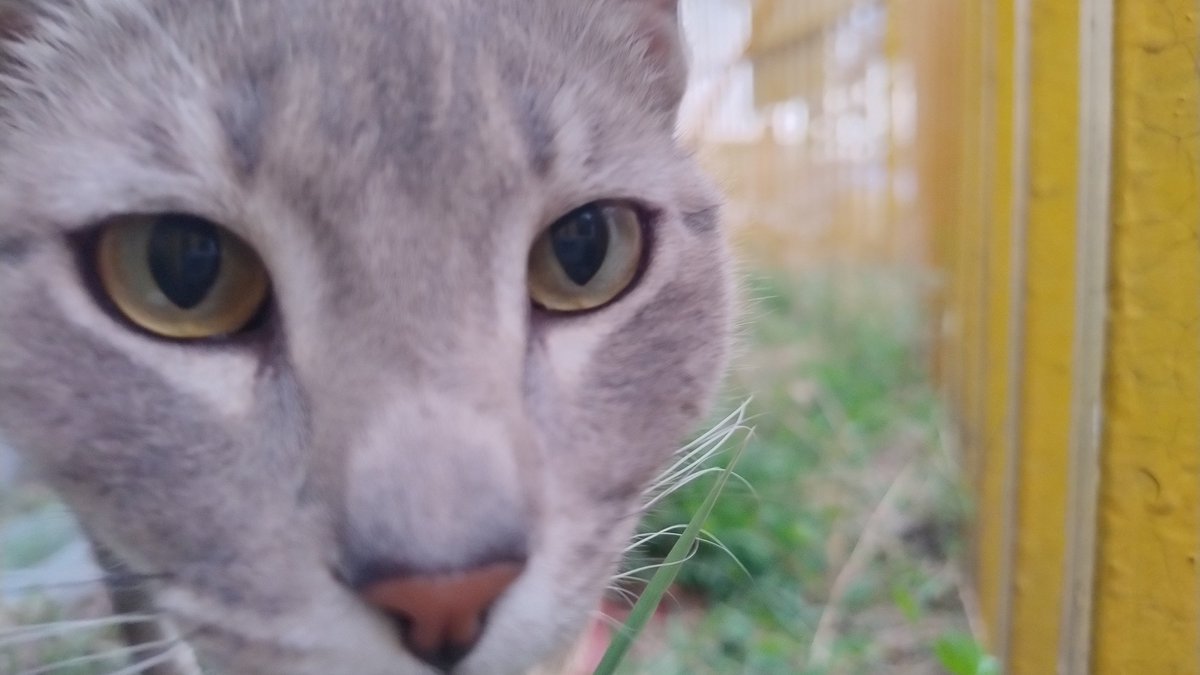 arte_des's tweet photo. Happy cat Sunday!

#CatsOfTwitter #CatsOfX #猫の写真 https://t.co/EWxvF74uWF